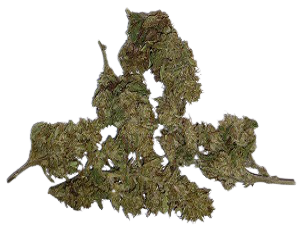 Hawaiian Haze Flower for Sale