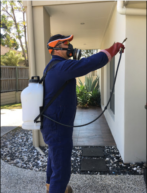 Termite treatment cost guide for termite control