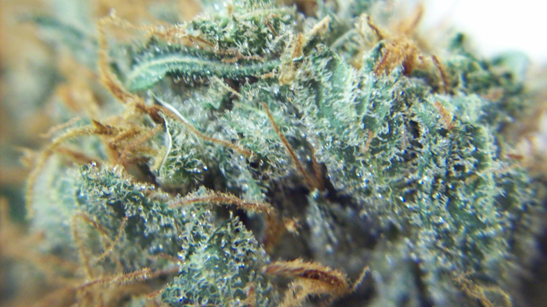 Weed in Washington DC