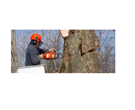 Tree Surgeons Enfield