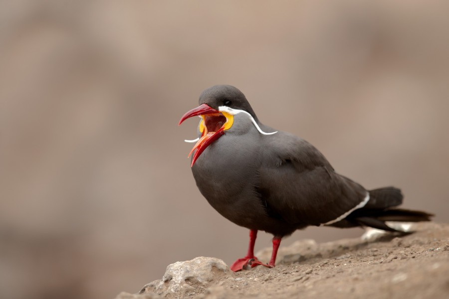 A Brief On Bird Photo Tour