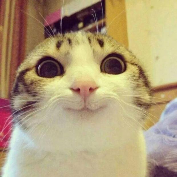 Cat meme generator