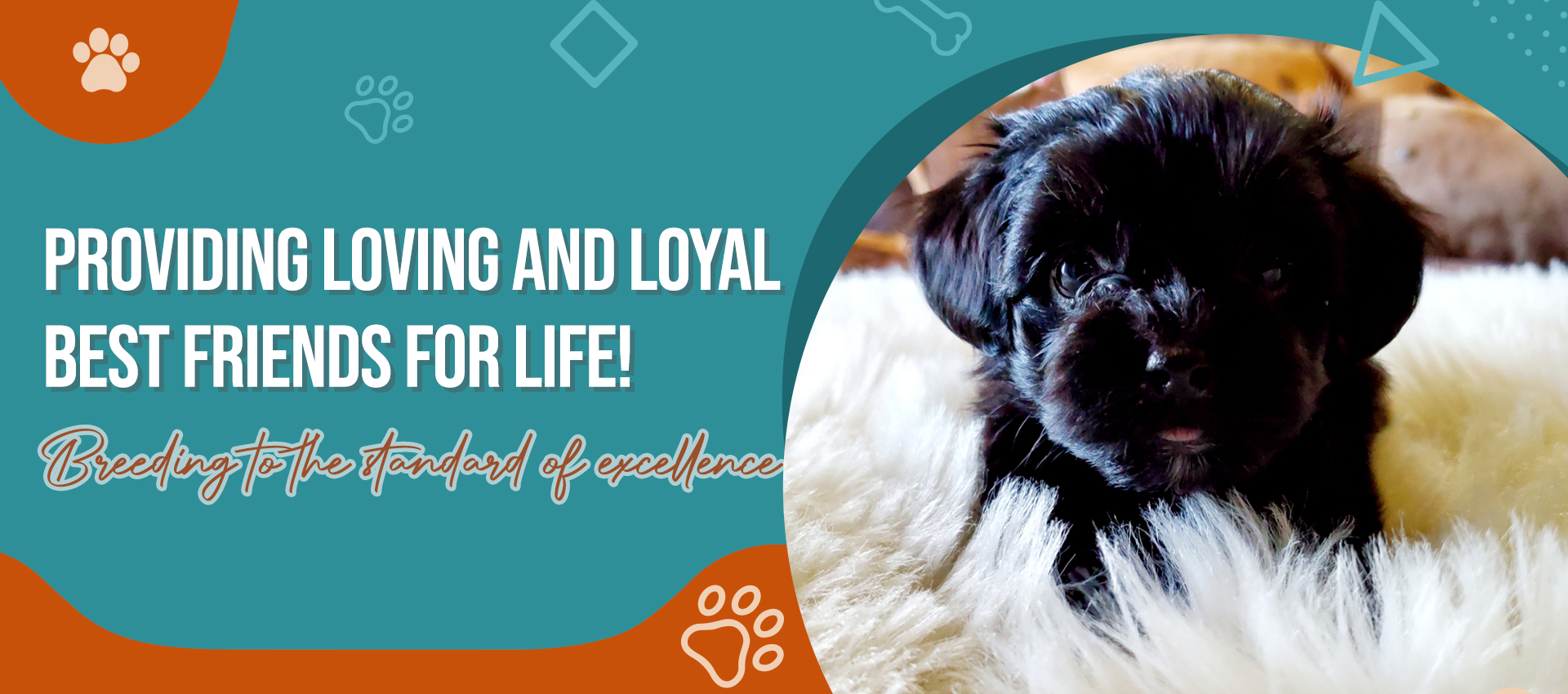 Tara Dillow: Professional Dog Breeder & Handler