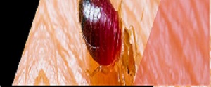 Bed Bug Control Langley - Mega Pest Control