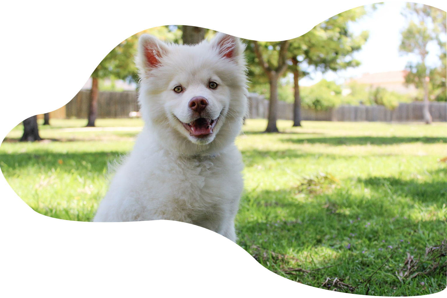Dog Training - Everything You Need to Know!