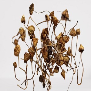 What Are Liberty Caps: A Magic Mushroom Manual