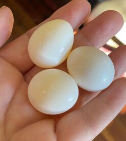 Fertile Parrot Eggs For Sale With 100% Transport Guaranteed Around the world