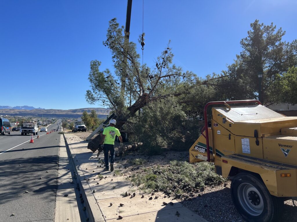Do you know the benefits of hiring a Tree service in St. George, Utah?