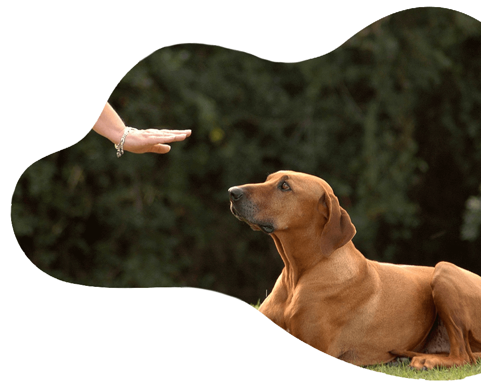 Aggressive Dog Training Produced Easy