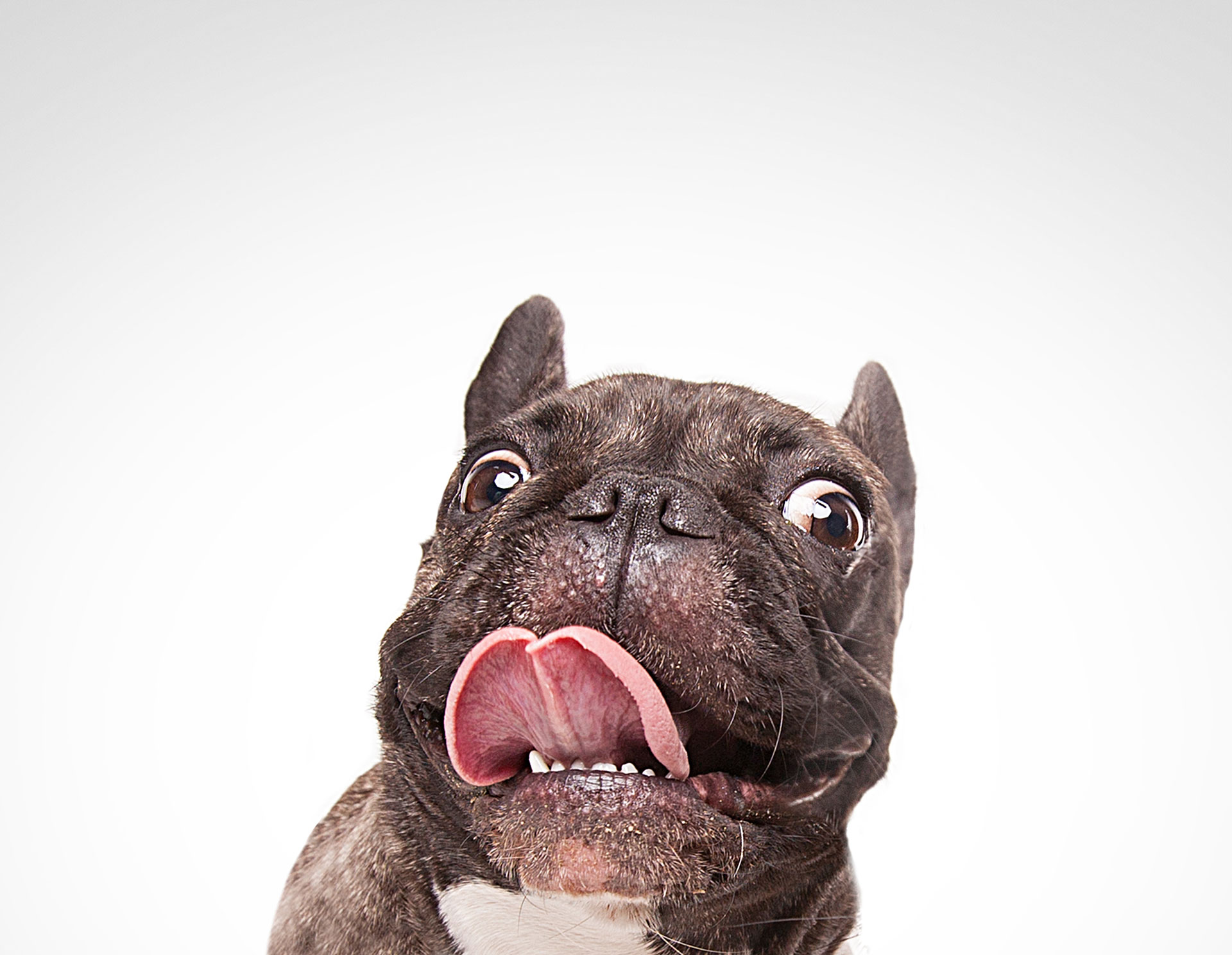 French Bulldogs - The way to Nurture and Train Them