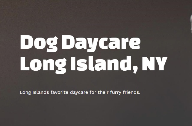 Major 4 Recommendations for Finding the most beneficial Doggie Day Care