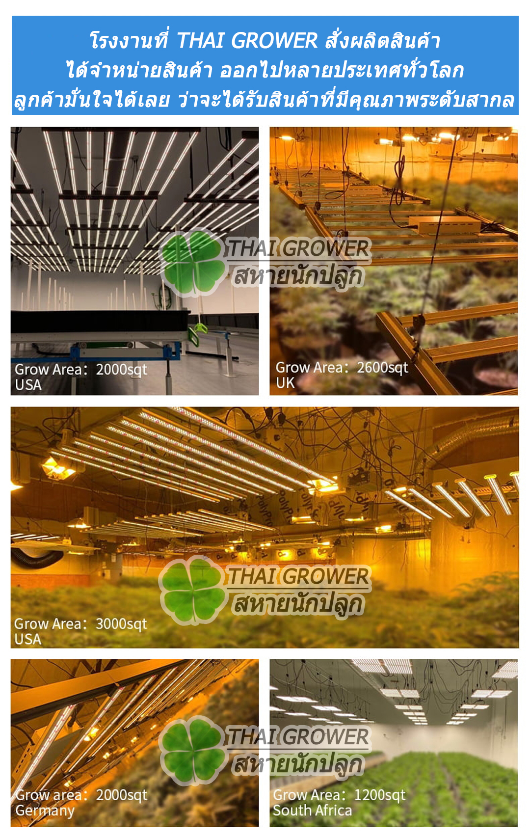 WHY Need to YOU TRY Increasing CANNABIS AT HOME?