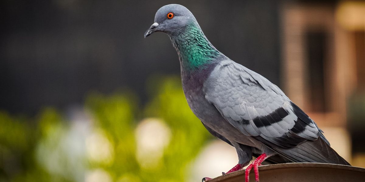 How to get Care of Pigeons