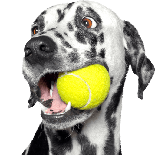 The Excitement of Dog Agility Training