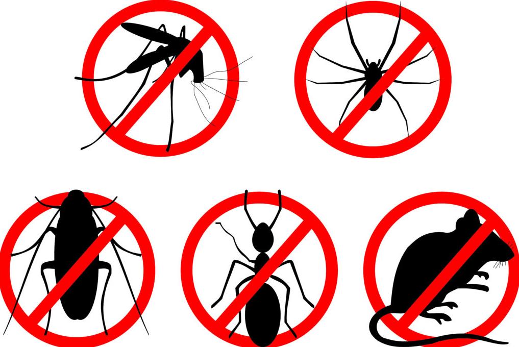 Higher High quality Pest Control Services