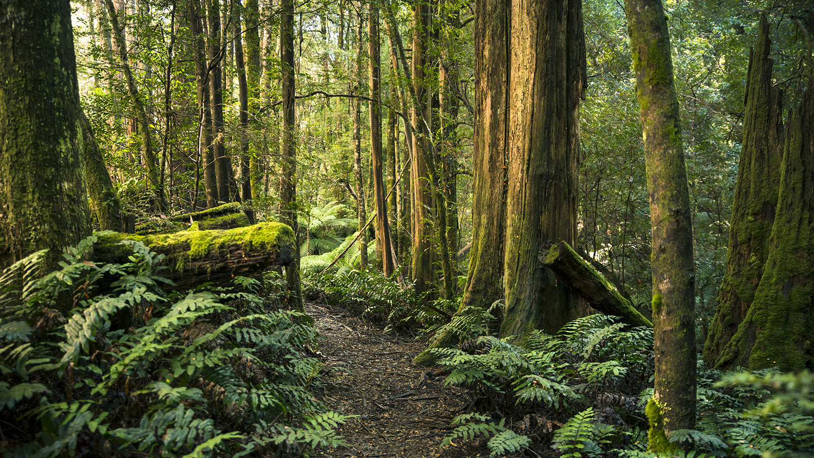 Picking a Tree Service Skilled
