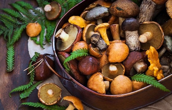 How to Legally Sell Medicinal Mushrooms in Canada