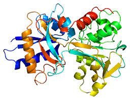 Transferrin Market Growth Opportunities By Regions, Types, Applications And Forecast To, 2026
