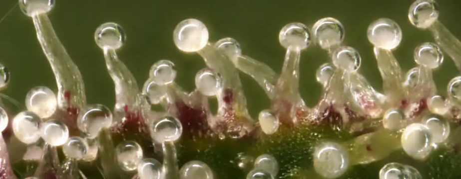 The Reliable ways to Get the Best CBD E-Liquid