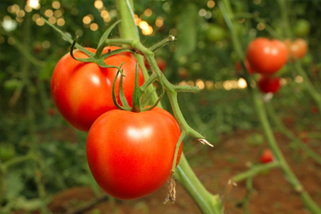 Global Chlorfenapyr Market Insights, Forecast to 2025