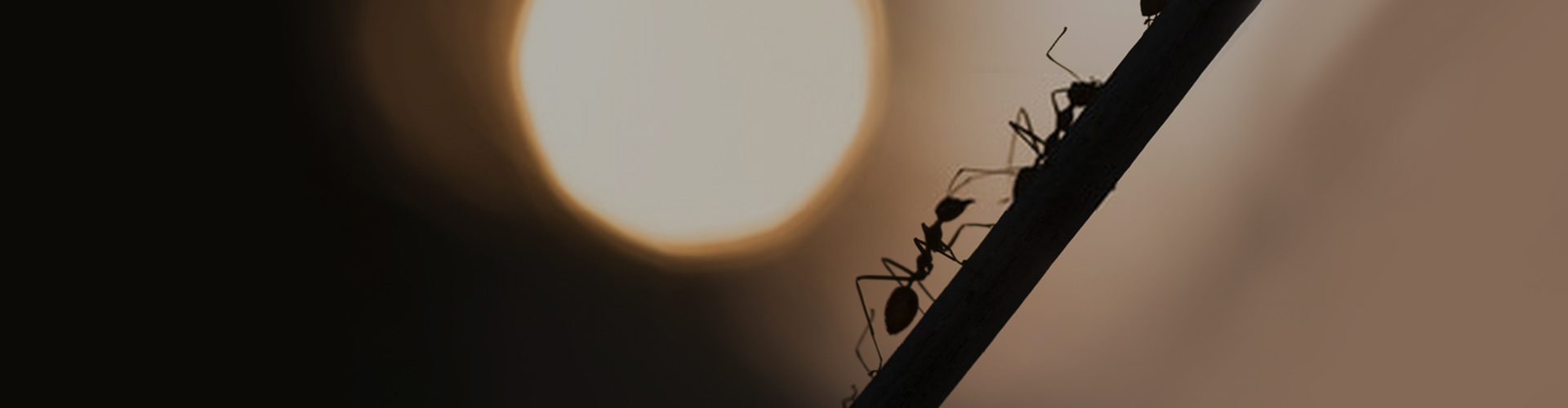 Ant Control in Brisbane