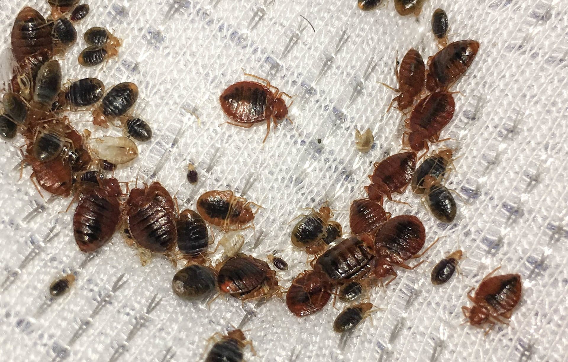 Bed Bug Removal in Youngstown