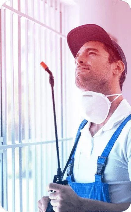 Wasp Removal Sydney – Wasps Preventive Suggestions