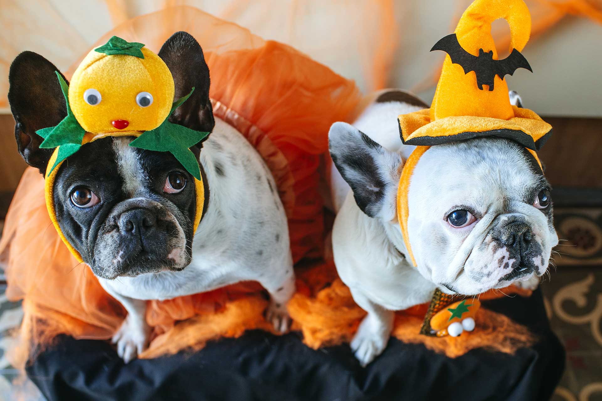 Tips for Your Pet During Halloween | Castle Veterinary Clinic