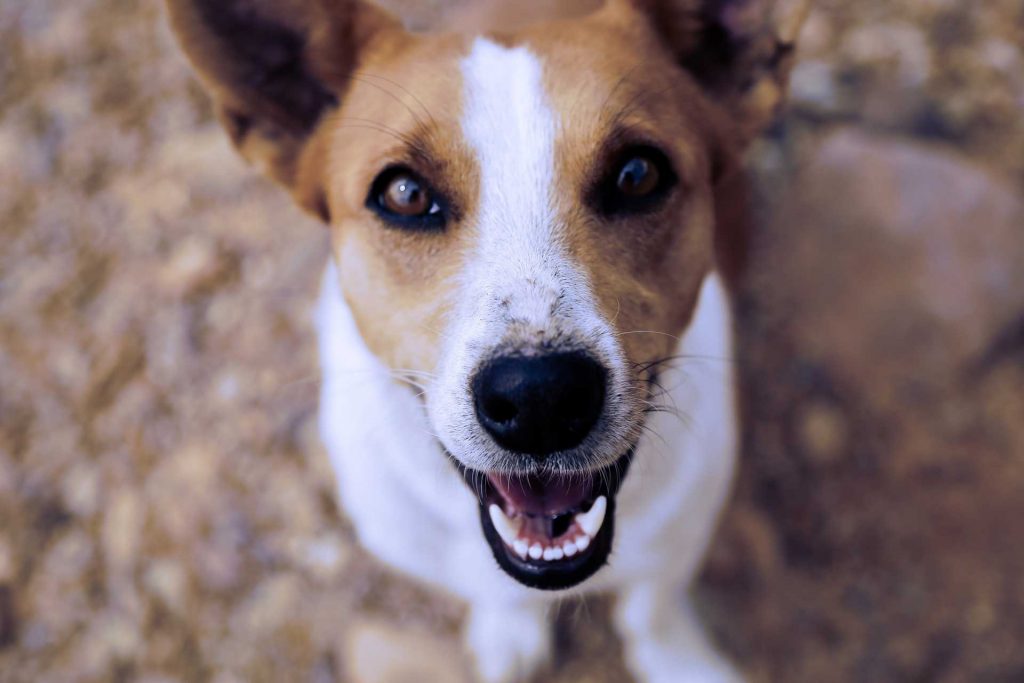 Pet Health Plans to Suit Your Pet’s Needs |  Castle Veterinary Clinic
