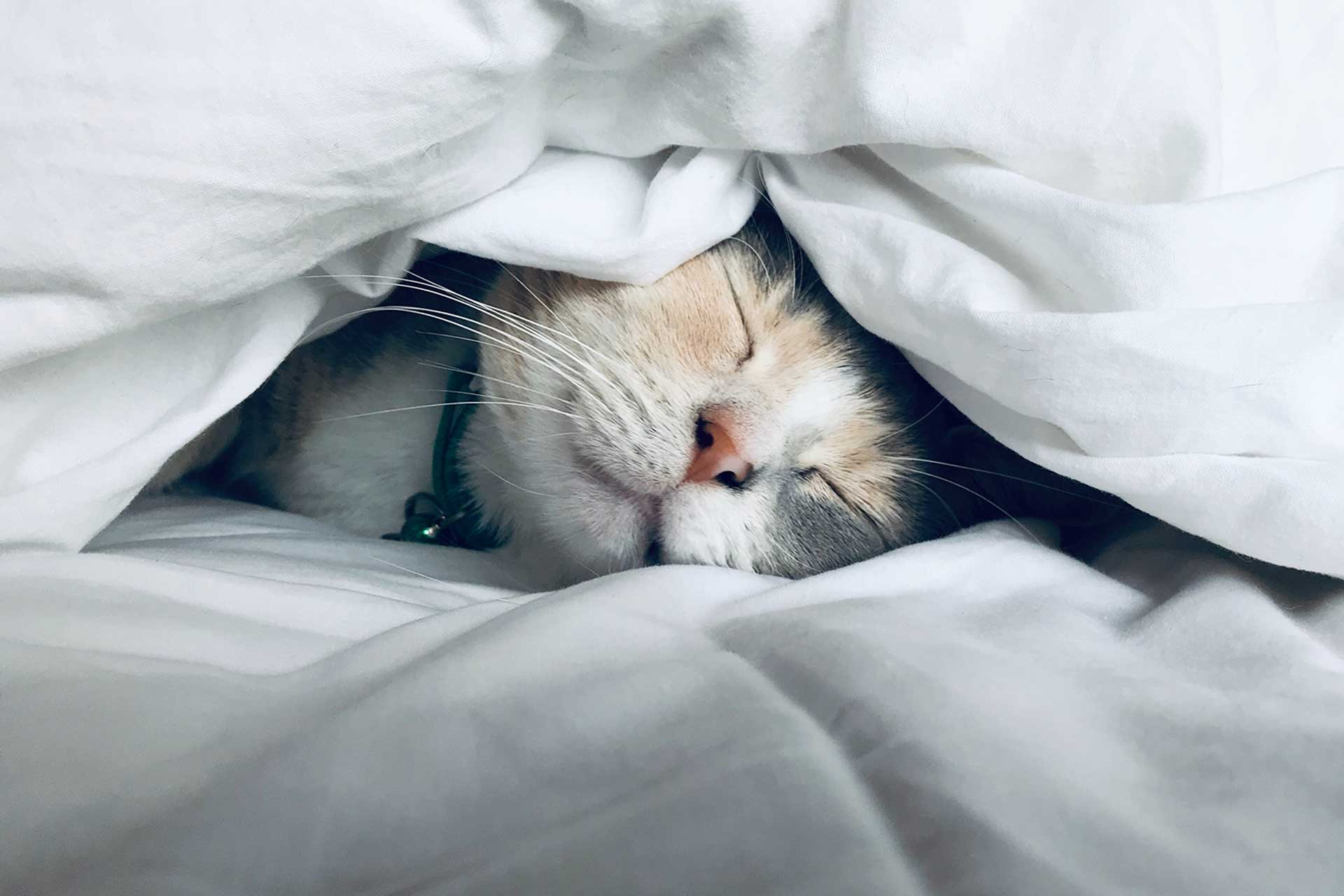 Caring for Your Pet Post-Surgery |  Castle Veterinary Clinic