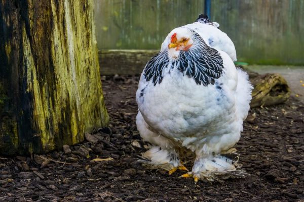 What are and why “Brahma Chicken” used for?