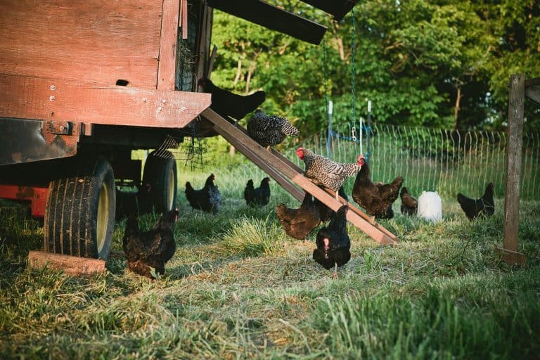Do Possums Eat Chickens? Here’s How to Protect Your Poultry