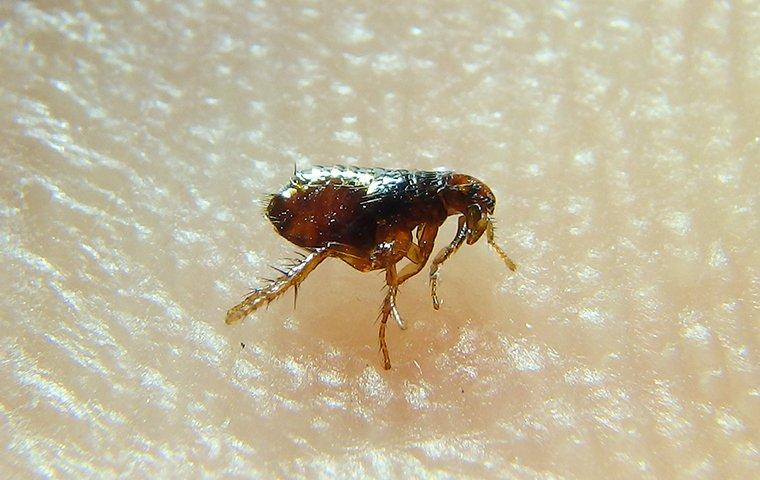 Flea Extermination in Canton