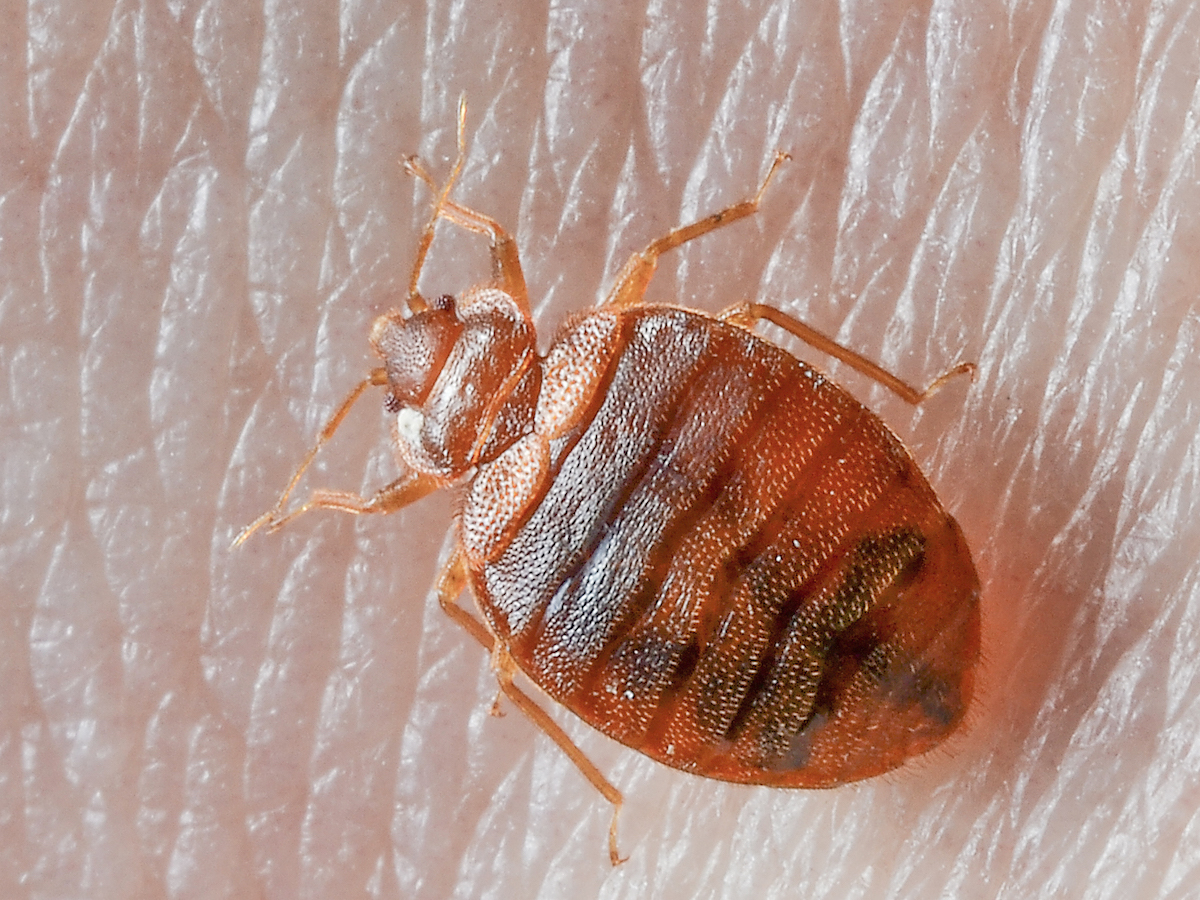Bed bug infestation