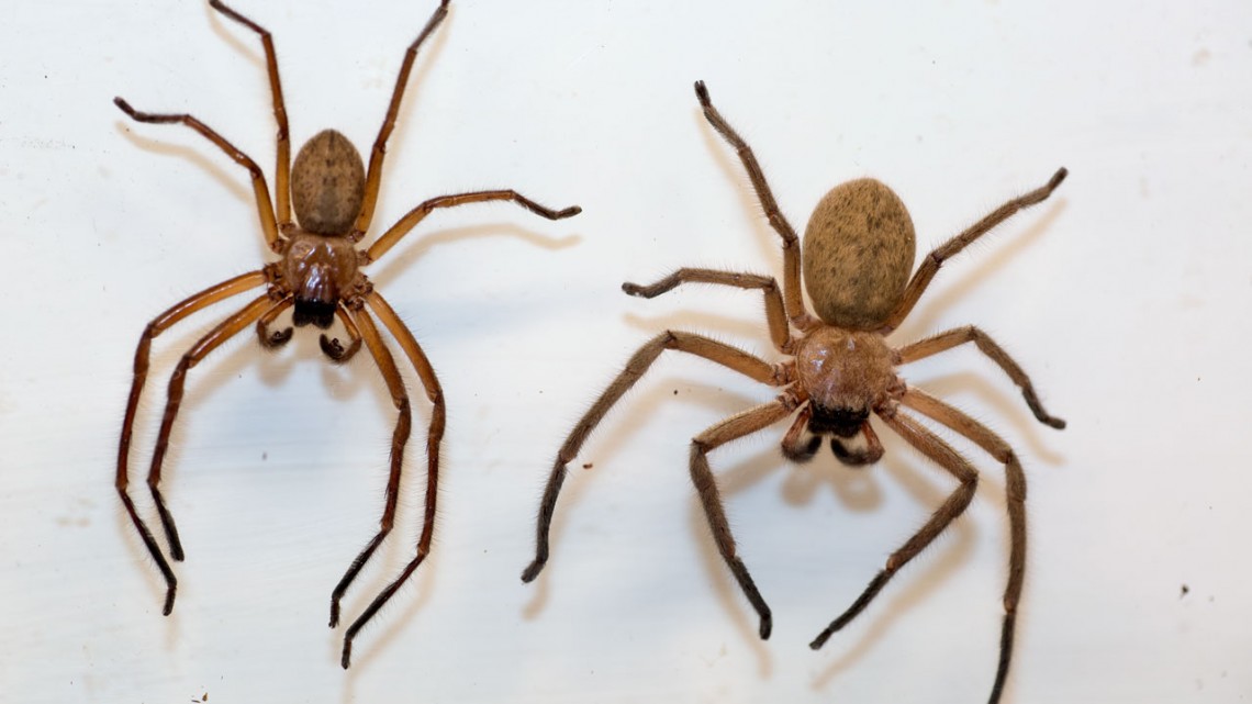 Spider Control Service