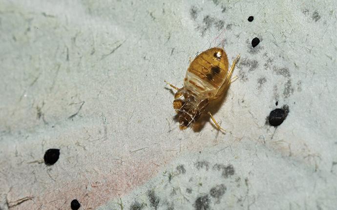Bed Bug Treatment in Canton