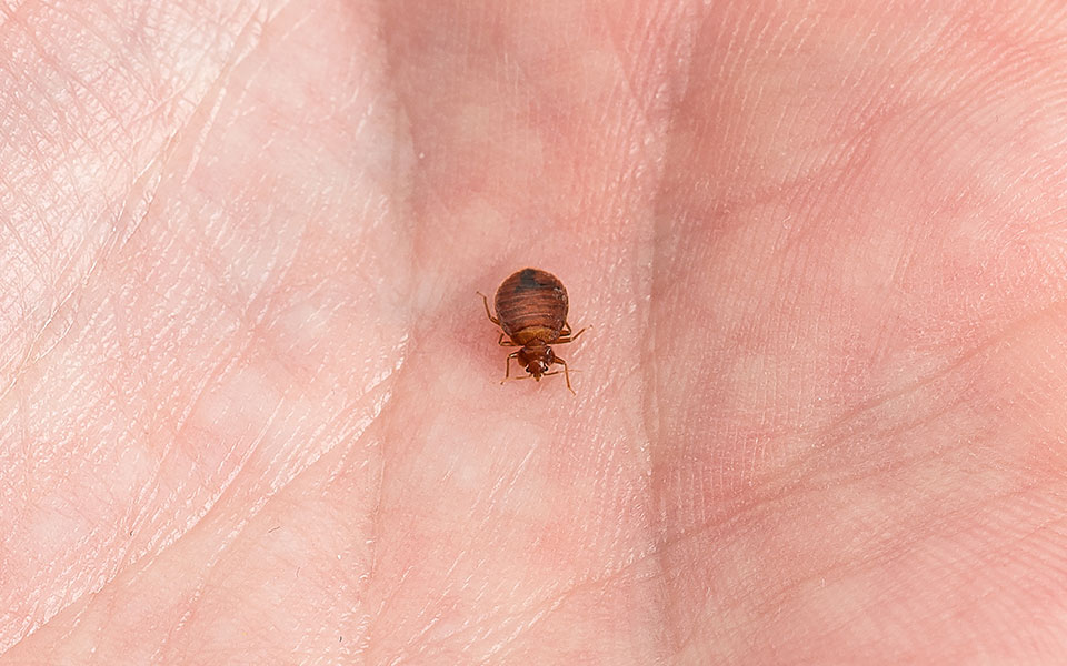 Bed Bug Treatment in Canton