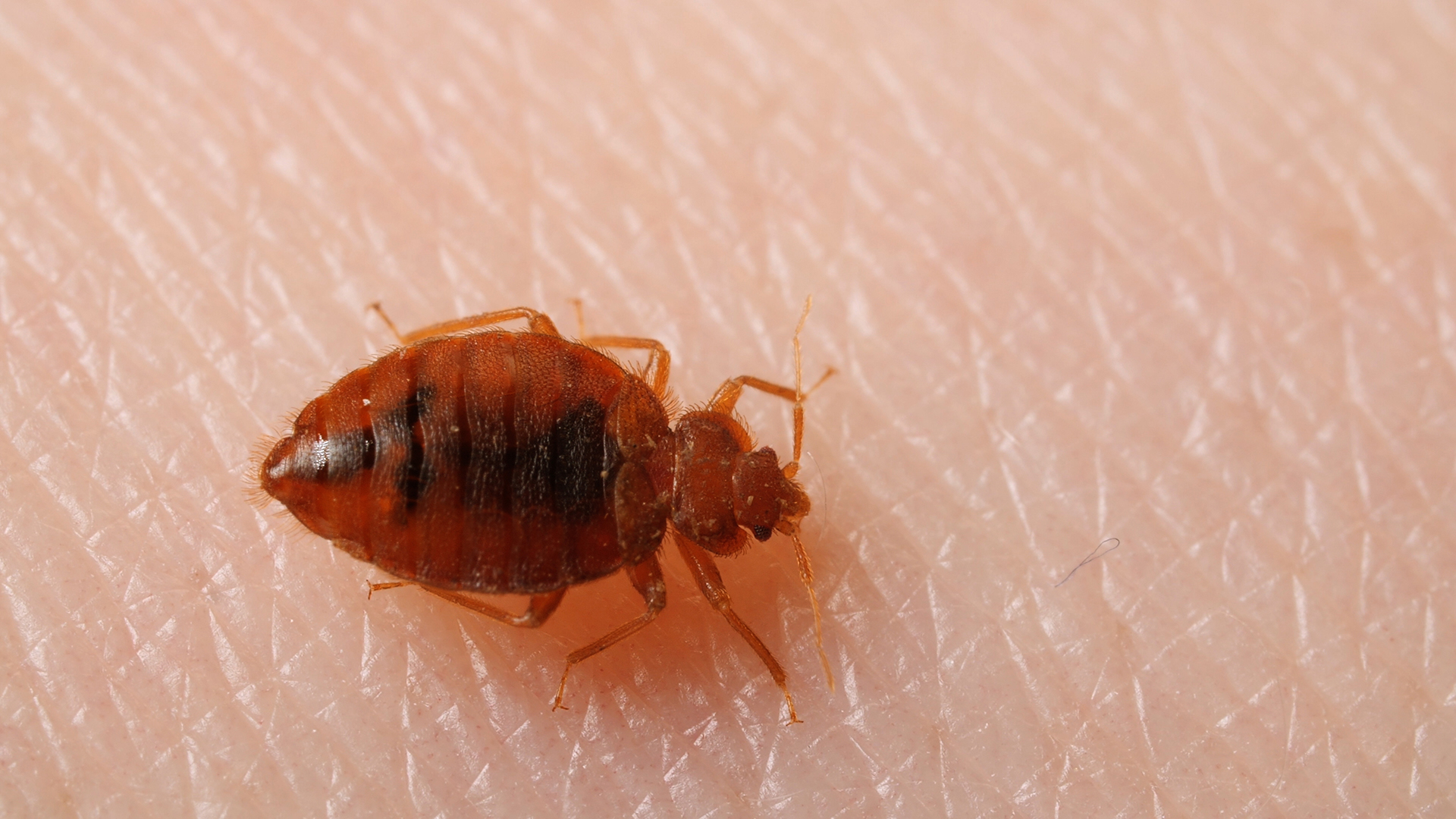 Bed bug pest control