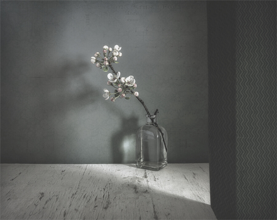 Best Still Life Photography Services  in Sebastopol