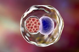 Chlamydia Infection Diagnostics Market 2020 Size, Growth Factors & Forecast Report to 2027
