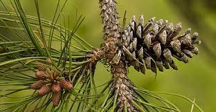 Maritime Pine Extract Market Size, Growth & Global Forecast Report to 2027