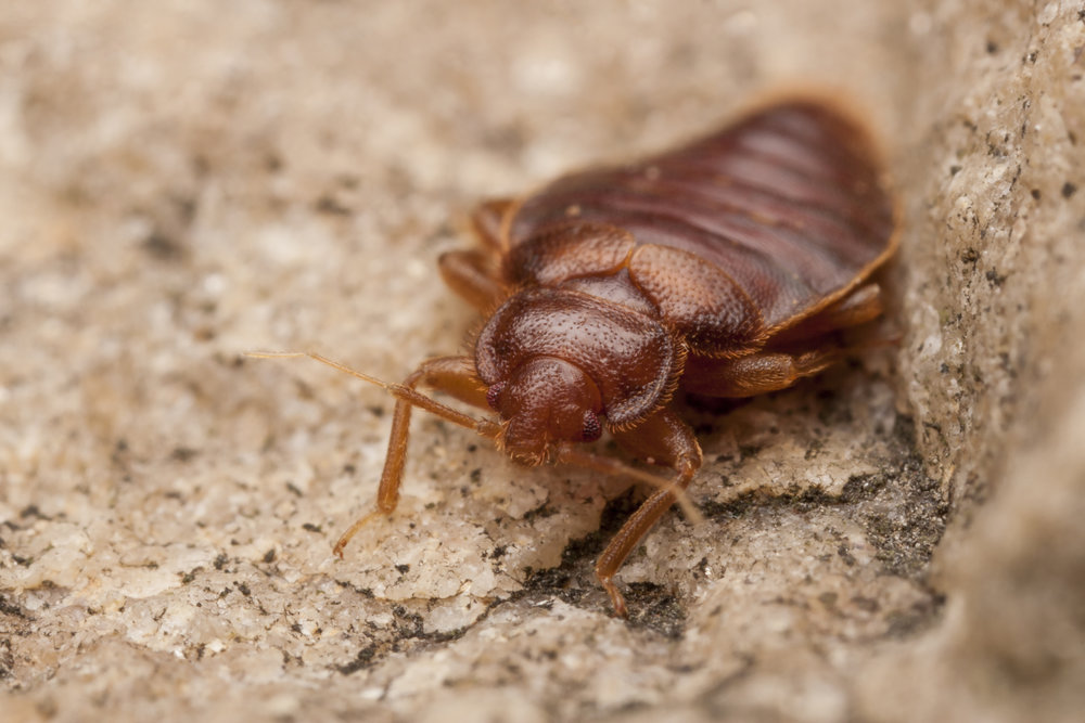 Bed Bug Extermination Coconut Creek