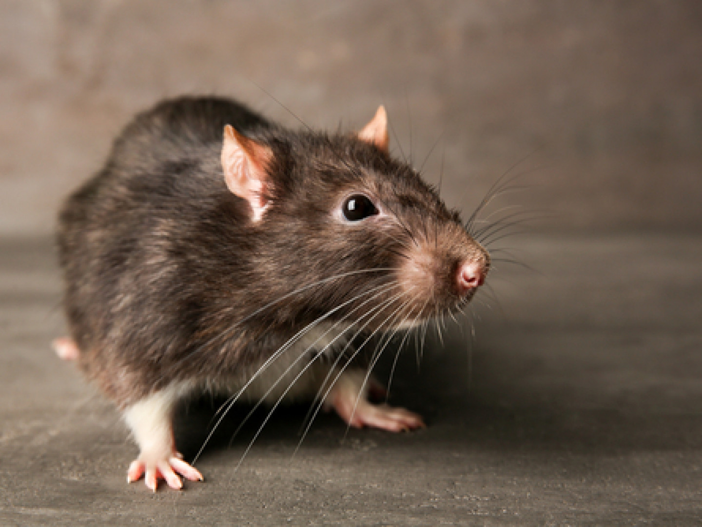 Rodents Removal Coconut Creek
