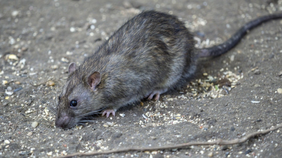 Rodents Removal Coconut Creek