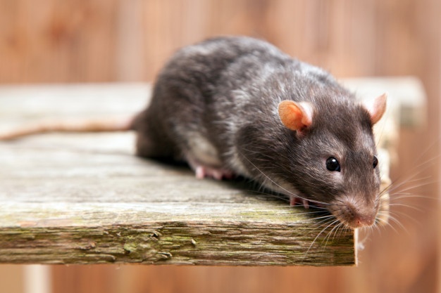 Rodents Removal Coconut Creek