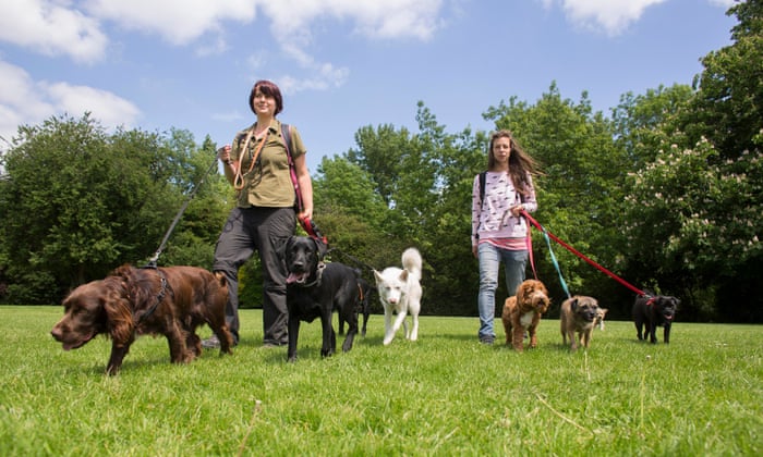 Pet Meds and Supplies - Pet Medications and Pharmacy