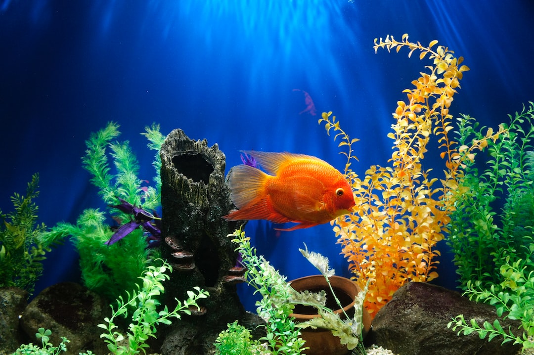 The Ultimate Aquarium Guide: Dive into the Fascinating World of Home Aquariums