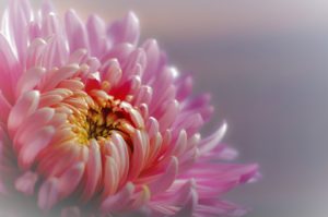 Does a Funeral Home Help with an Obituary?