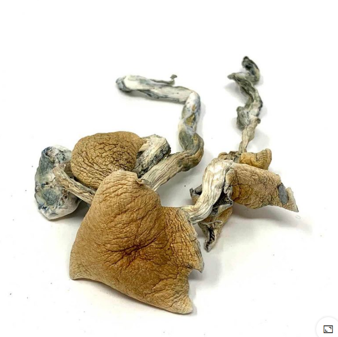Buy Magic Mushrooms | Buy Magic Mushrooms Center Online