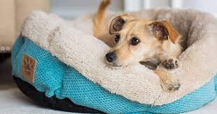 Pet Beds Market Size, Key Players Analysis And Forecast To 2027 | Value Market Research